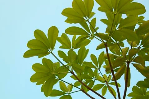 Leaf canopy. Stock Photos