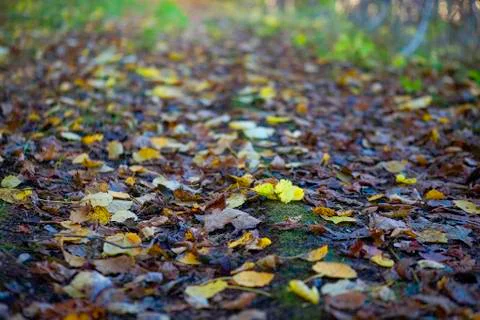 Leaf carpet Foto stock
