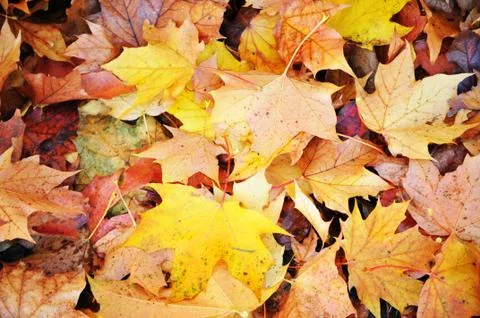 Leaf carpet Stock Photos