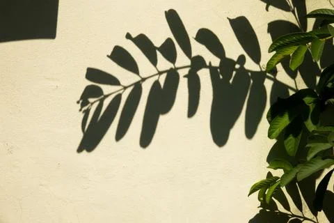 A leaf casts a shadow on a wall Stock Photos