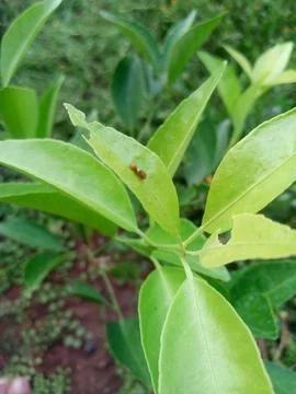 Leaf caterpilar Foto stock