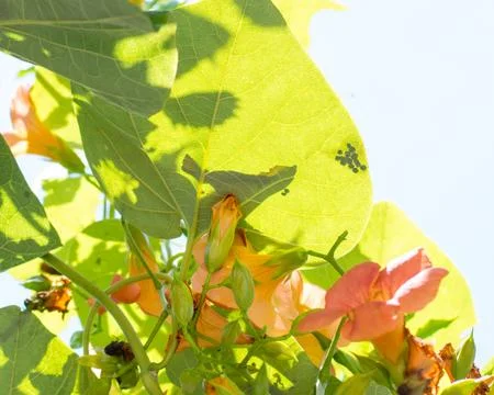 Leaf with caterpillar eggs Stock Photos