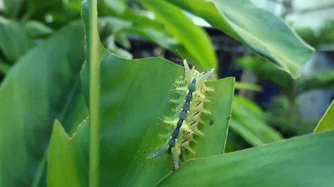 Leaf caterpillar Stock Footage