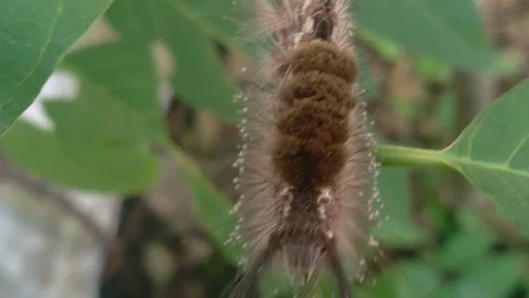 Leaf caterpillar Stock Footage 259262206