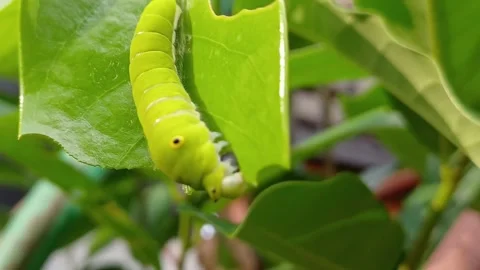 Leaf caterpillar Stock Footage 282237949