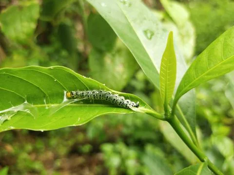 Leaf caterpillar Stock Photos