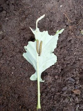 "Leaf Caterpillar with Visible Damage" Stock Photos