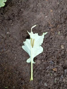 Leaf Caterpillar with Visible Damage Stock Photos