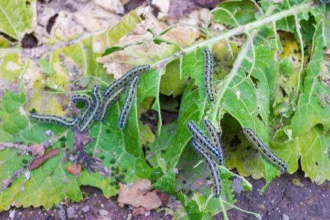 Leaf with caterpillars Foto stock
