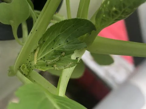 Leaf caterpillars of vegetable plants Stock Photos