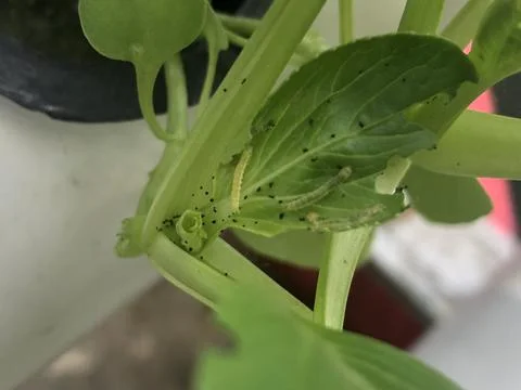 Leaf caterpillars of vegetable plants Stock Photos