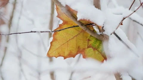 Leaf Caught Between Branches in Snowfall Winter Video. Stock Footage 331944924