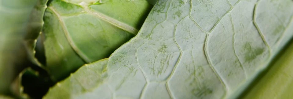 Leaf of a cauliflower Stock Photos