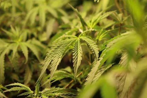 Leaf of CBD hemp indoor Stock Photos