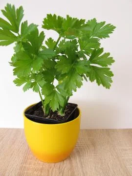 Leaf celery in flowerpot Stock Photos