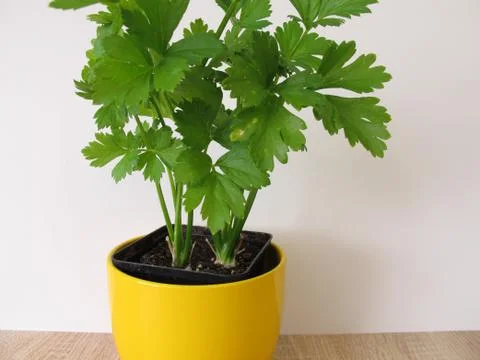 Leaf celery in flowerpot Stock Photos