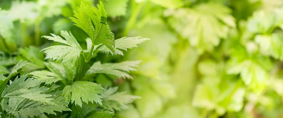 Leaf celery in the garden Stock Photos