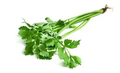 Leaf of celery isolated on white background ,Green leaves pattern Stock Photos