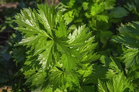 Leaf of celery stalks. Foto stock