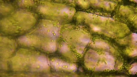 Leaf cells division. Chloroplast under a microscope. Stock Footage 171197214