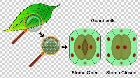 Leaf cells microscope magnification, Guard cells Stock Illustration