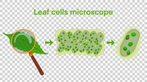 Leaf cells microscope magnification, plant leaf microscopic structure Stock Illustration