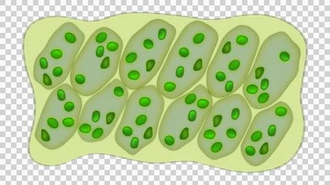 Leaf cells microscope magnification, plant leaf microscopic structure Stock Illustration