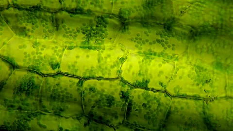 Leaf cells microscopic view Stock Footage 176747959