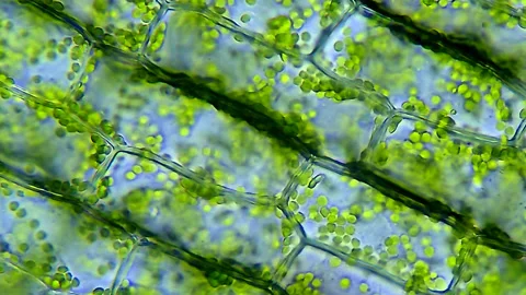 Leaf cells microscopic view Stock Footage 176752564