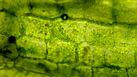 Leaf cells microscopic view Video stock 176938645
