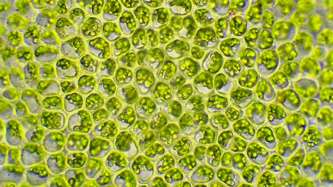 Leaf cells structure - zoom in, microscope magnification Stock Footage 321406924