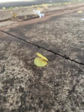 Leaf on the cement Foto stock