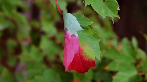 Leaf Changing Color Stock Footage 35720641