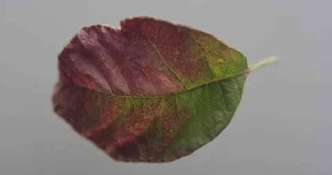Leaf in changing seasons, dying leaf Stock Footage 146421811
