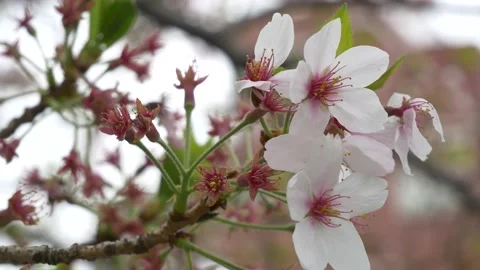 Leaf cherry blossoms 2021 Spring Stock Footage 151618528
