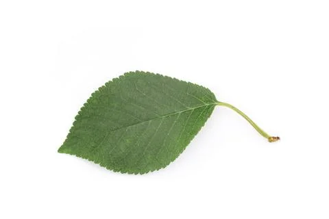 Leaf of cherry isolated on white background Stock Photos