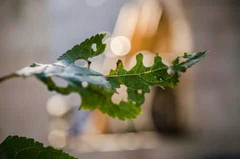 Leaf of cherry tree in the garden, which is eaten by a caterpillar leafworm Stock Photos