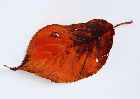 Leaf of Cherry Tree Stock Photos