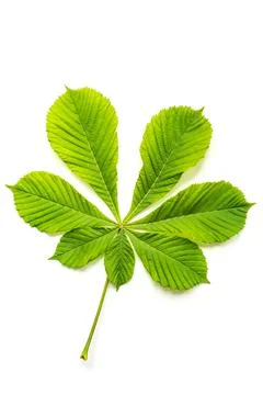 Leaf of chestnut tree with vein pattern and stem on white Stock Photos