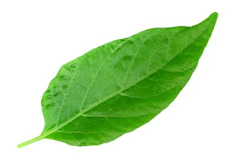 Leaf chili isolated on white background ,Green of pepper leaves pattern 库存照片