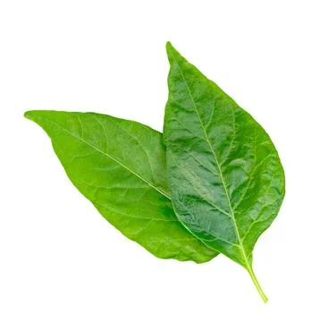 Leaf chili isolated on white background ,Green of pepper leaves pattern 库存照片