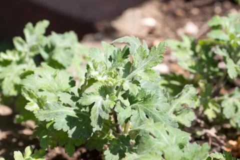 Leaf of Chrysanthemum Stock Photos