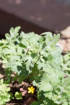 Leaf of Chrysanthemum Stock Photos