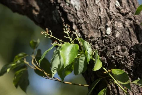 Leaf of Cinnamomum camphora tree Stock Photos