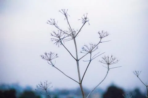 Leaf In The City 2 Photos