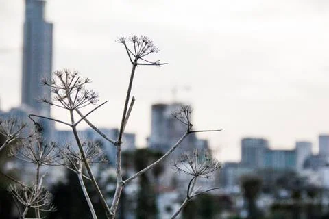 Leaf In The City Stock Photos