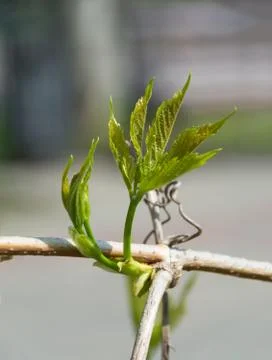 Leaf on a climbing vine in spring Stock Photos