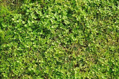 Leaf for close up background. Large size Foto stock