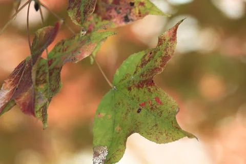 A leaf close up, the fall season Foto stock