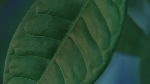 Leaf Close Up Vidéo 37711897